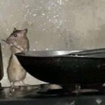 man rat cook food