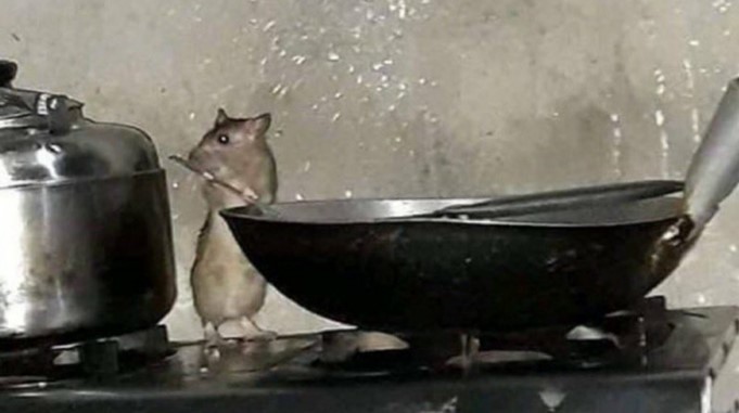 man rat cook food